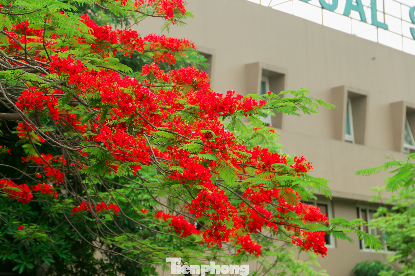 Đây được xem là hoa của tuổi học trò.