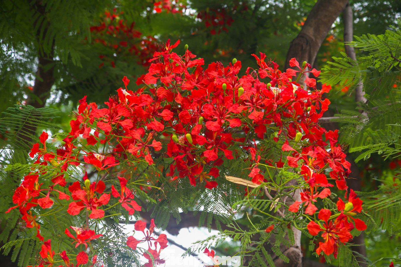 Hà Nội bắt đầu bước vào những đợt nắng nóng gay gắt cũng là lúc hoa phượng đua nhau nở từng chùm rực rỡ.