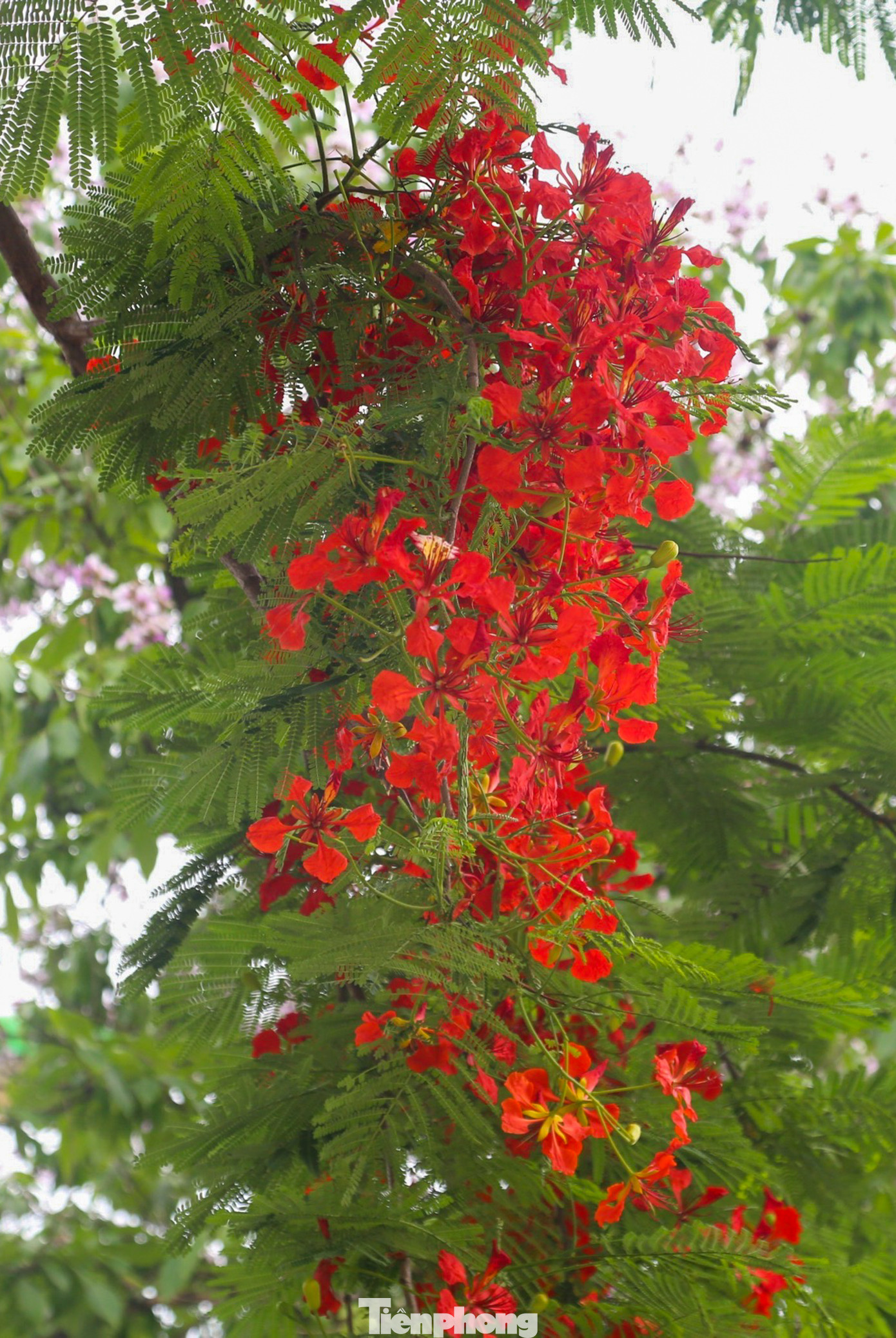 Hoa phượng có 4 cánh màu đỏ tươi, hoặc hơi cam, riêng cánh thứ 5 mọc thẳng, lớn hơn một chút so với 4 cánh kia. Hoa phượng cùng với bằng lăng tím khoe sắc rực rỡ là báo hiệu mùa hè đã về.