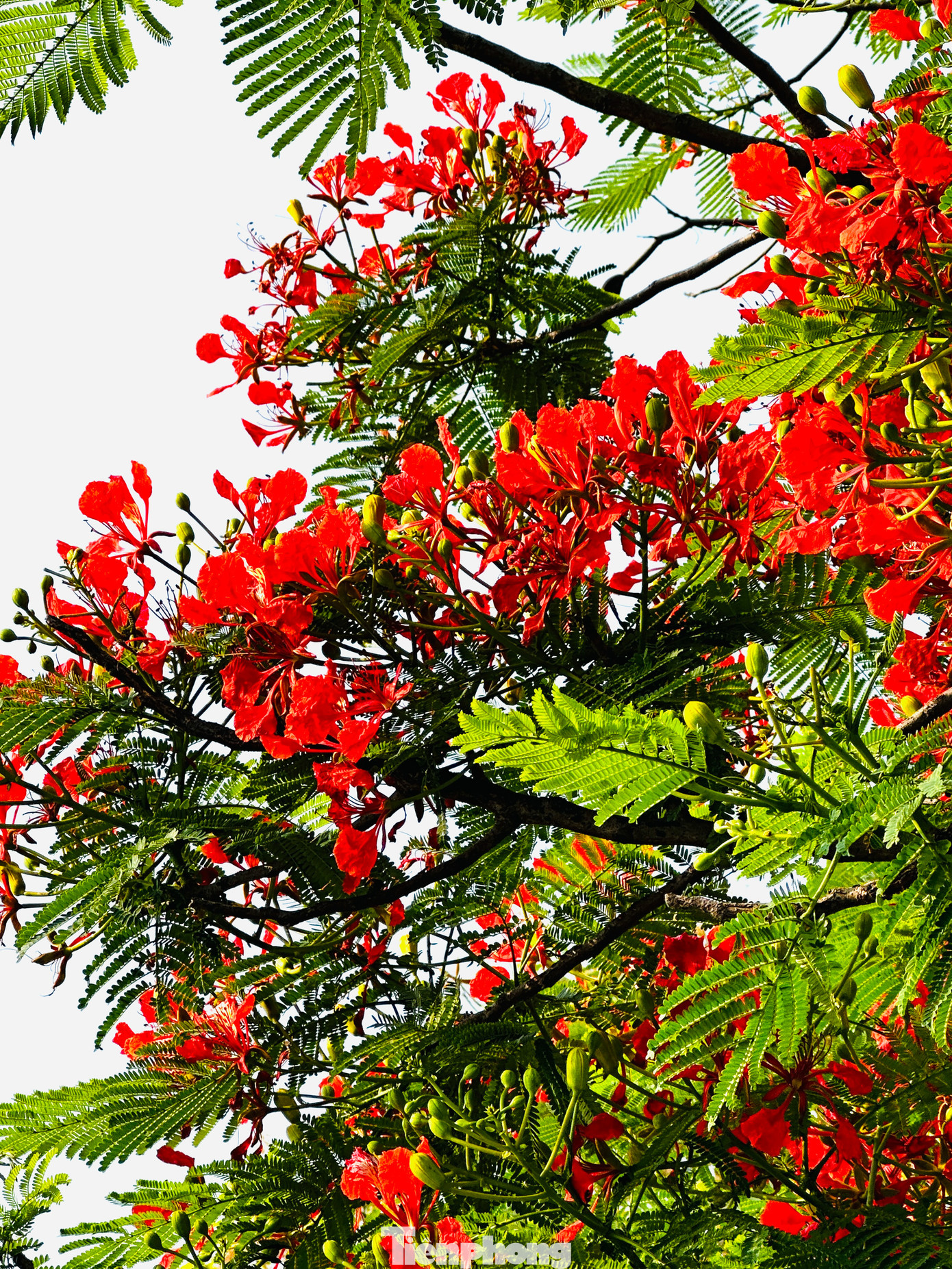 Cây phượng cao lớn, tán lá toả rộng làm bóng mát cho nhiều người "tránh nắng" giữa ngày hè oi bức.