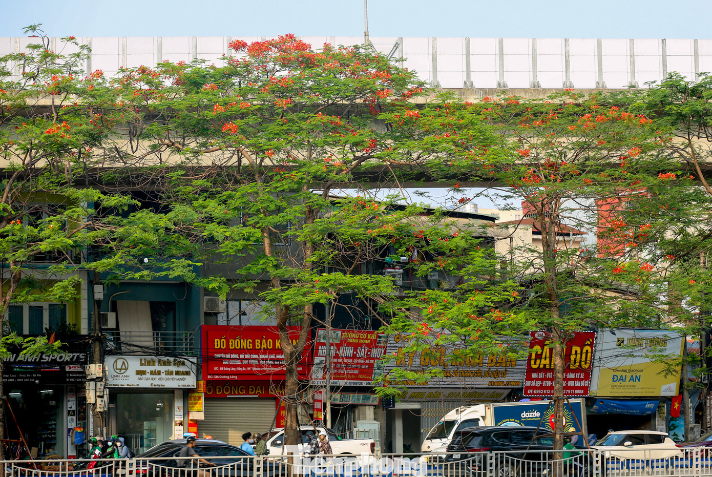 Dọc tuyến đường ven sông Tô Lịch bắt đầu từ phố Giáp Nhất, Nguyễn Ngọc Vũ, Nguyễn Khang... kéo dài gần chục km bắt đầu được nhuộm đỏ rực bởi sắc hoa phượng vĩ.