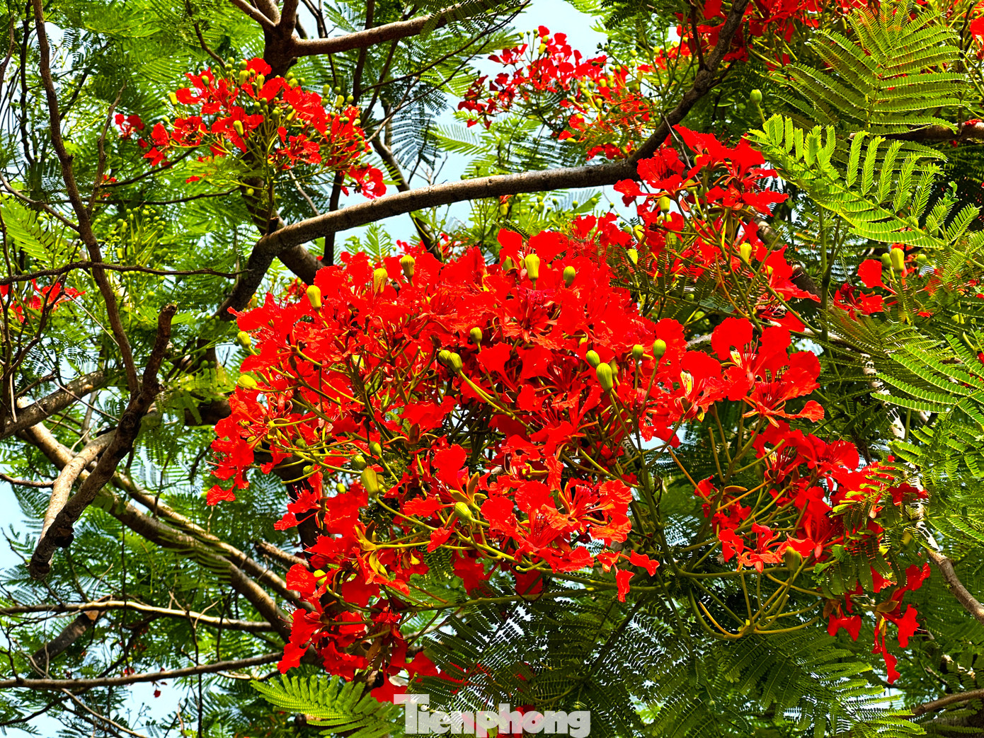 Góc phố, khoảng trời của Hà Nội như rực lửa với sắc đỏ của loài hoa này.