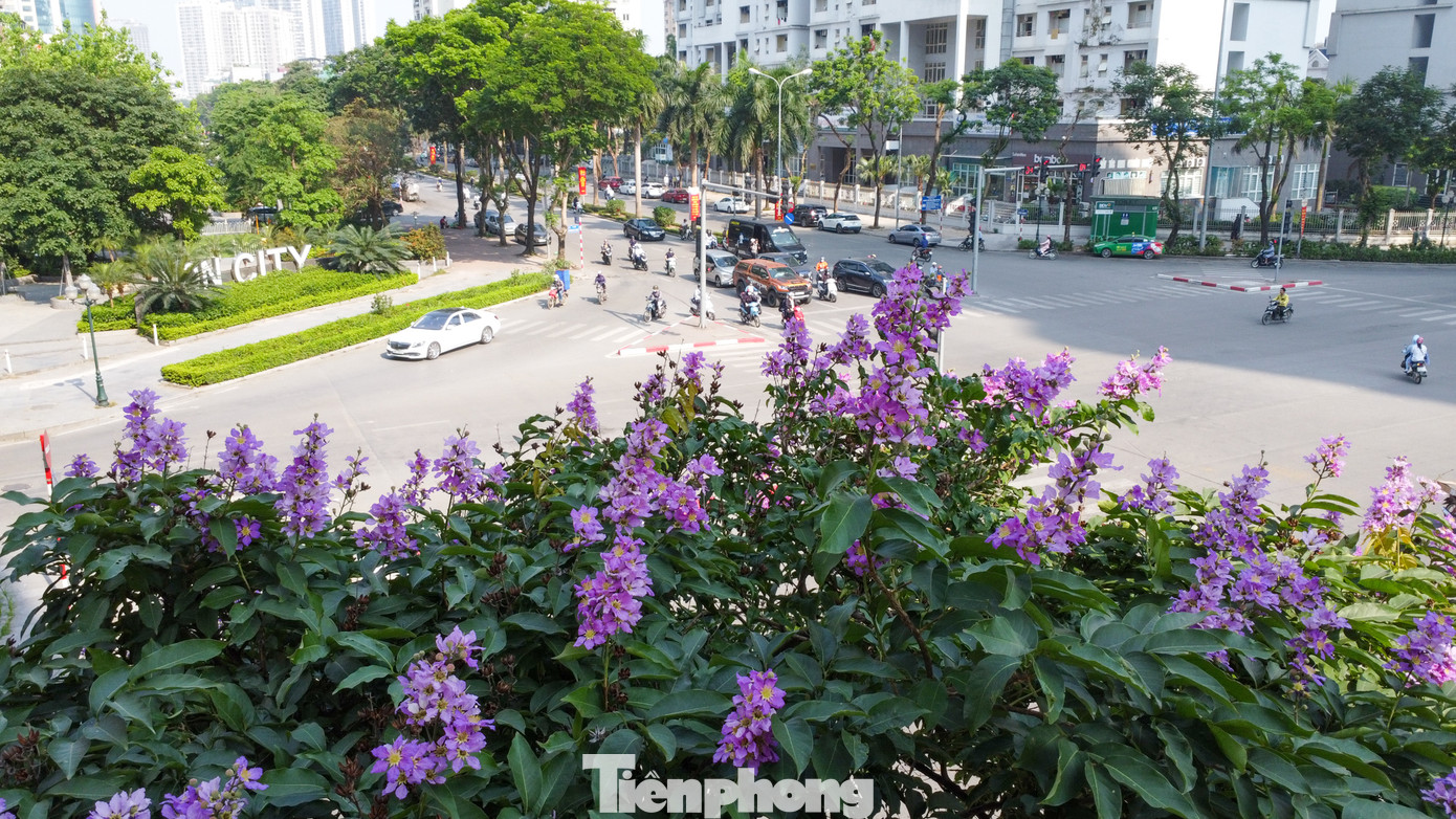 Bằng lăng được biết đến như một loài hoa đặc trưng của miền nhiệt đới Nam Á.