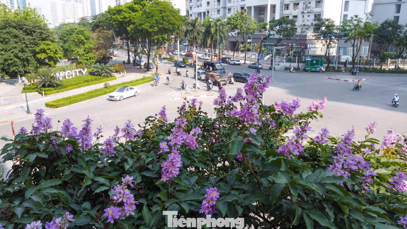 Bằng lăng được biết đến như một loài hoa đặc trưng của miền nhiệt đới Nam Á.