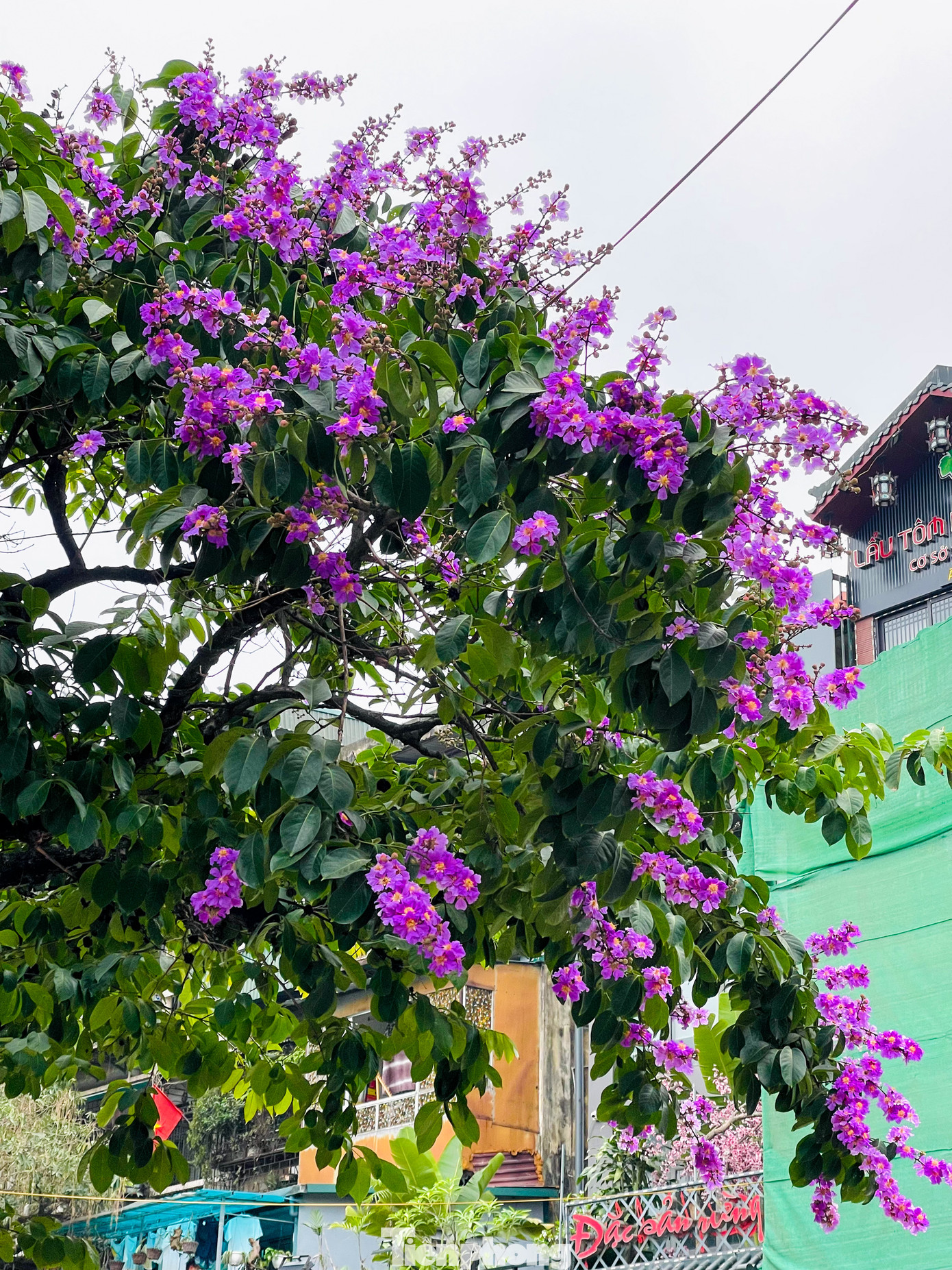 Hoa bằng lăng đến nhanh nhưng cũng chóng tàn, chỉ sau vài cơn mưa mùa hạ những cánh hoa đã nhạt màu rồi rụng dần.