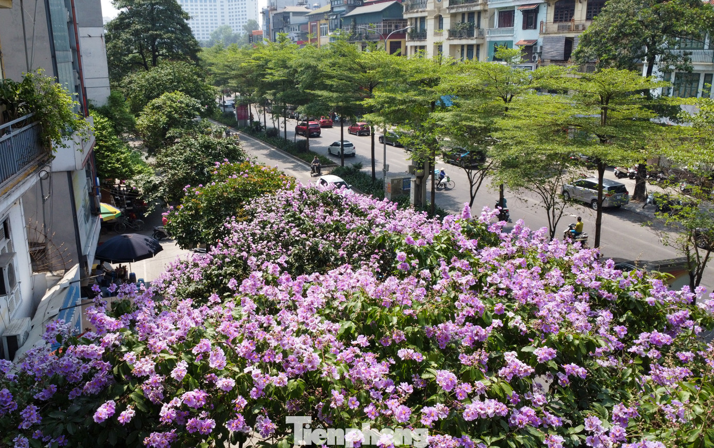 Cây bằng lăng ban đầu được trồng để tạo cảnh quan đô thị và tạo bóng mát, lâu dần trở thành một điểm nhấn quen thuộc với Hà Nội vào mỗi dịp chớm hè.
