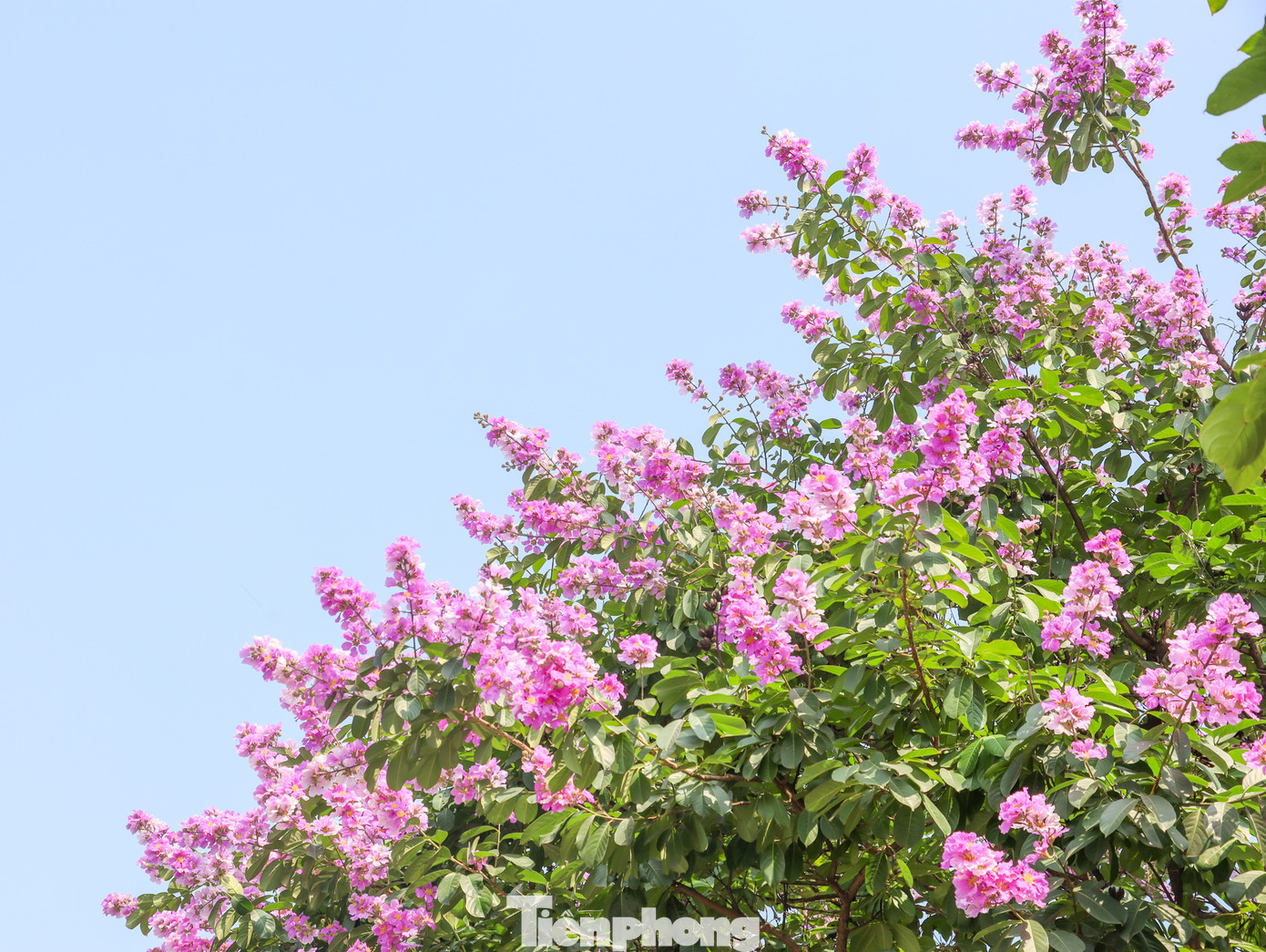 Hoa bằng lăng mộng mơ 'nhuộm tím' trên các con đường, tuyến phố của Thủ đô.