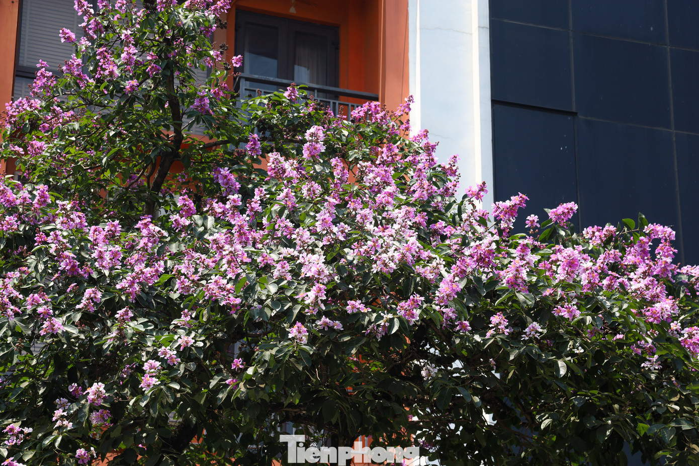 Hoa thường mọc thành từng chùm ở đầu cành, cành hoa có chiều dài từ 20-30 cm.