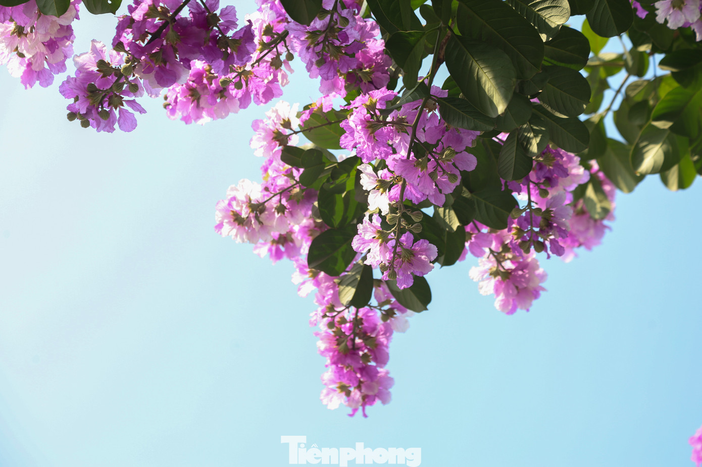 Bằng lăng với màu tím biếc nhẹ nhàng là phổ biến nhưng còn cả hoa bằng lăng màu hồng nhạt, tím trắng hay tím sẫm rất đẹp mắt.