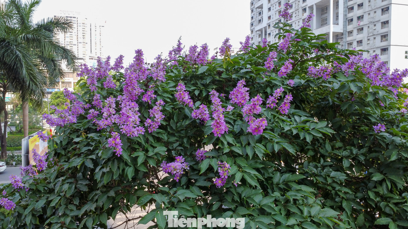 Những góc phố của Hà Nội từ lâu đã không thể thiếu sắc tím đặc trưng của hoa bằng lăng vào ngày hè.