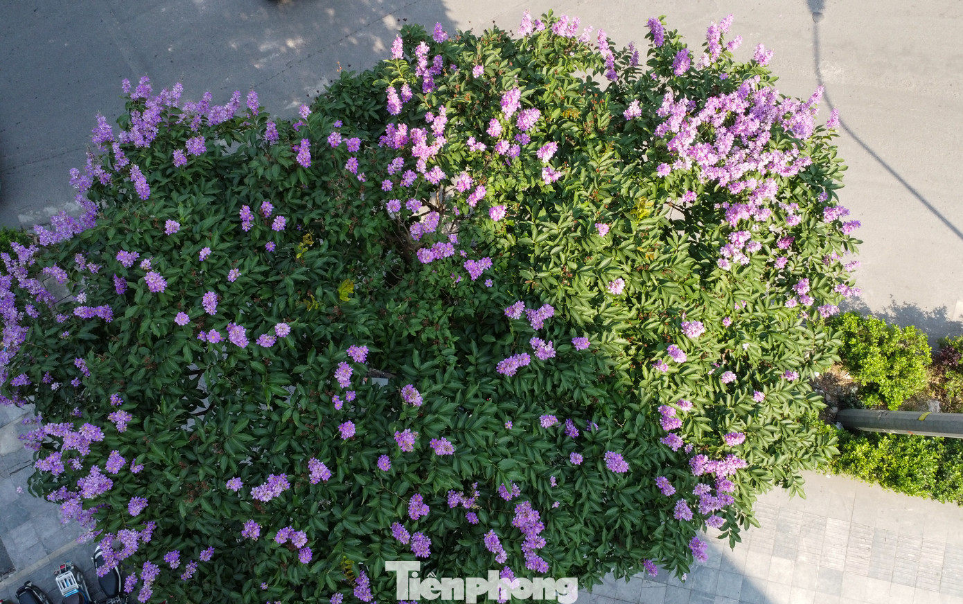 Cây hoa bằng lăng từ lâu đã gắn liền với ký ức tuổi học trò, với màu đỏ rực rỡ của cây hoa phượng và màu tím thủy chung của hoa bằng lăng tím.