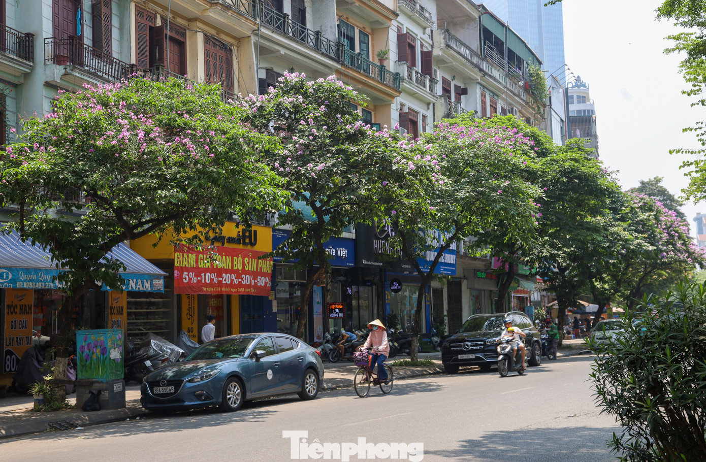 Cây hoa bằng lăng có tán lá dày và rộng vì thế nó được trồng là cây bóng mát tại công viên và trên đường phố…
