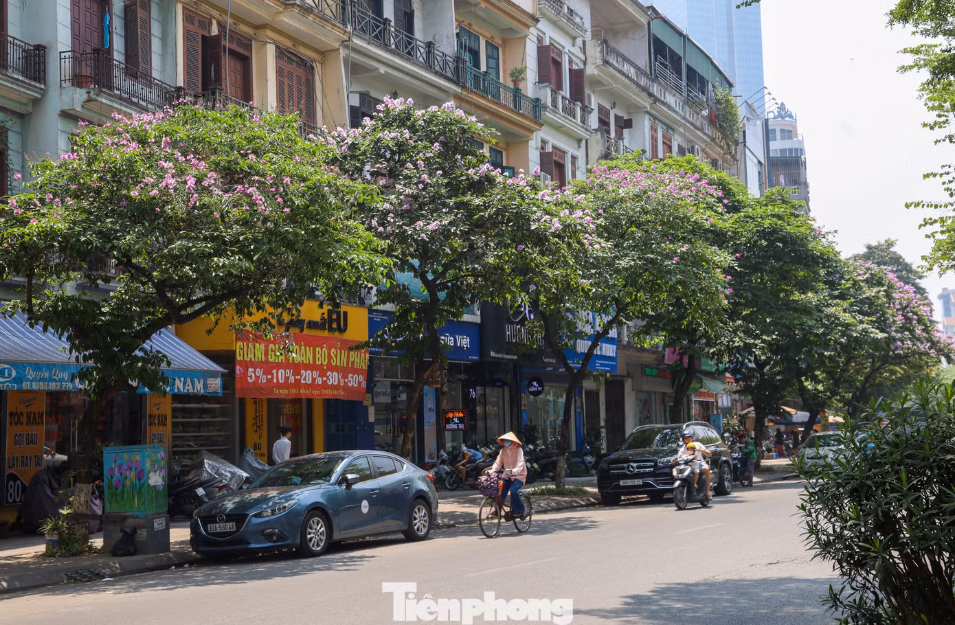 Cây hoa bằng lăng có tán lá dày và rộng vì thế nó được trồng là cây bóng mát tại công viên và trên đường phố…