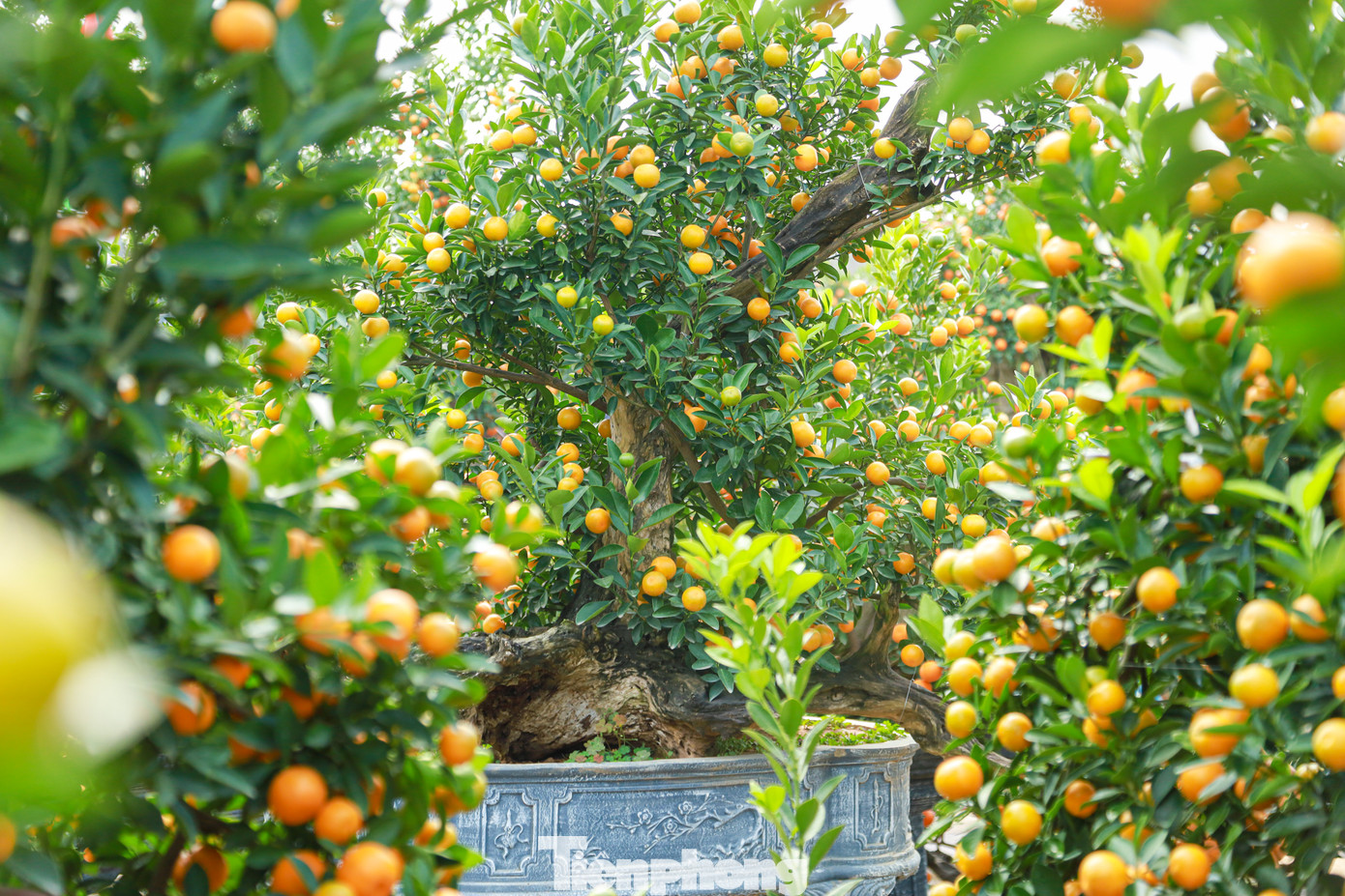 Thời điểm này lượng quất được khách hàng đặt mua từ sớm và với thời tiết thuận lợi, các nhà vườn tại Tứ Liên hy vọng thị trường quất cảnh dịp Tết năm nay sẽ sôi động, bội thu.