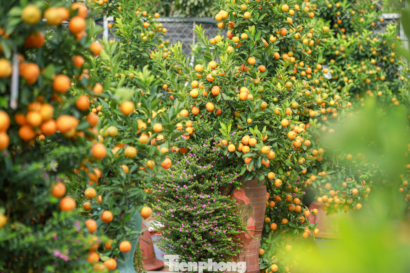 Còn khoảng nửa tháng nữa là đến Tết Nguyên đán, các nhà vườn trồng quất tại làng Tứ Liên (quận Tây Hồ, Hà Nội) đang tất bật chăm sóc, tưới cây, tỉa cành để chuẩn bị những công đoạn cuối cùng trước khi đưa cây ra thị trường.