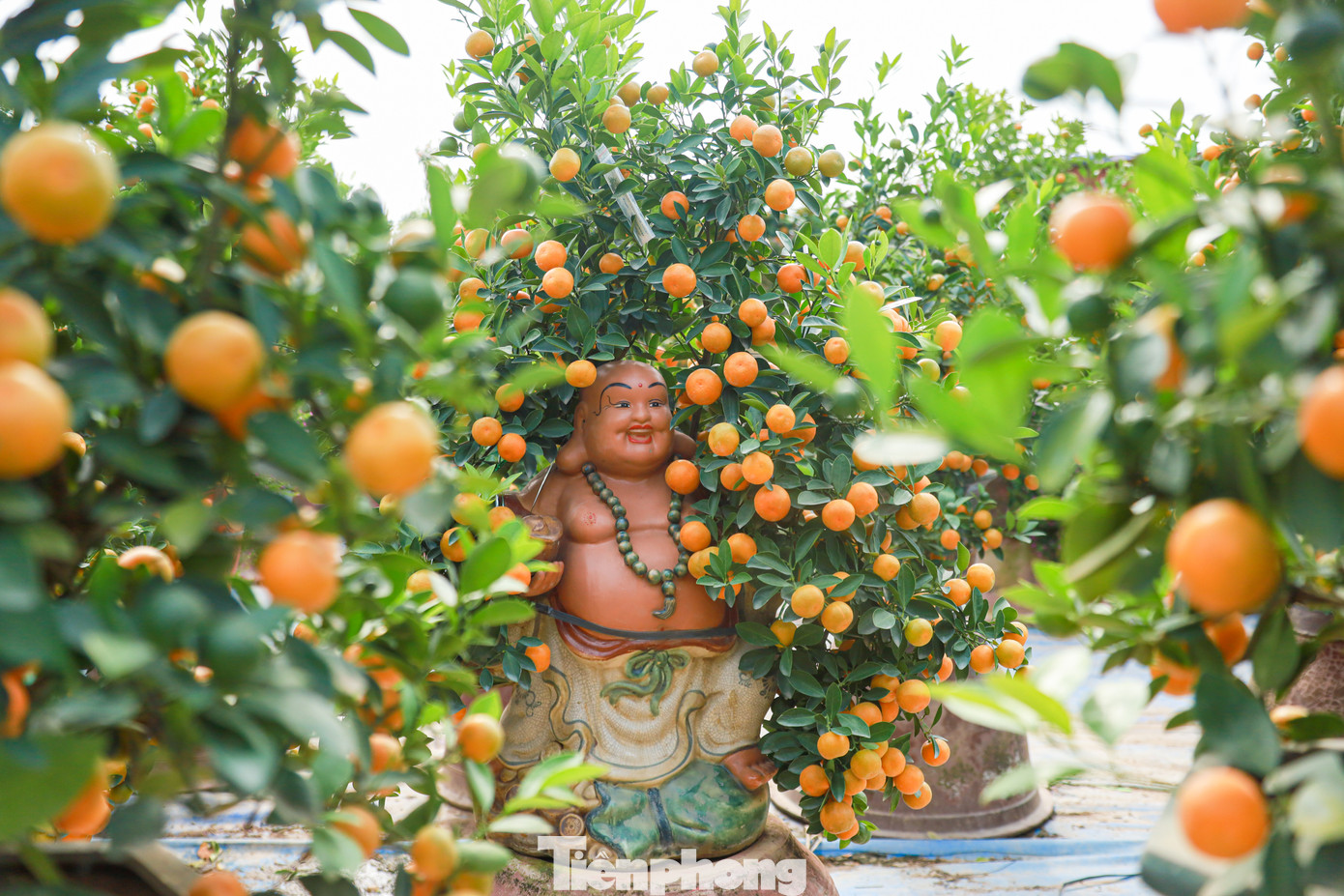 Thời điểm này, những cây quất bosai đã ngả sang màu vàng ươm và sẵn sàng phục vụ mọi nhu cầu của khách hàng.