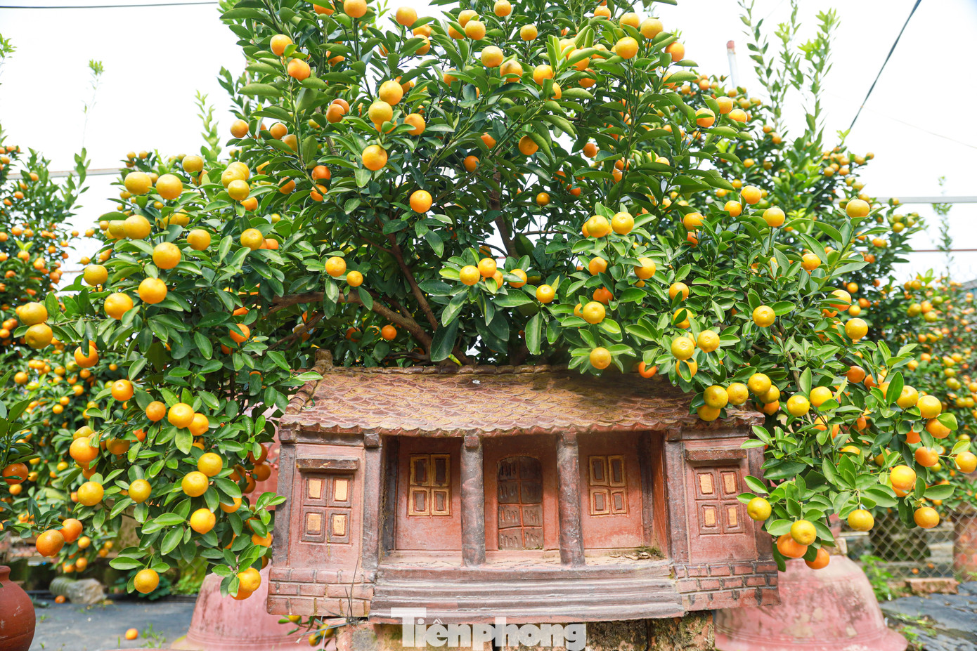 Những tác phẩm quất bonsai ghép với gỗ lũa, quất mộc căn, quất trồng trên mô hình nhà cổ... khá đa dạng về kích thước từ mini đến những dòng lớn để ở đại sảnh....