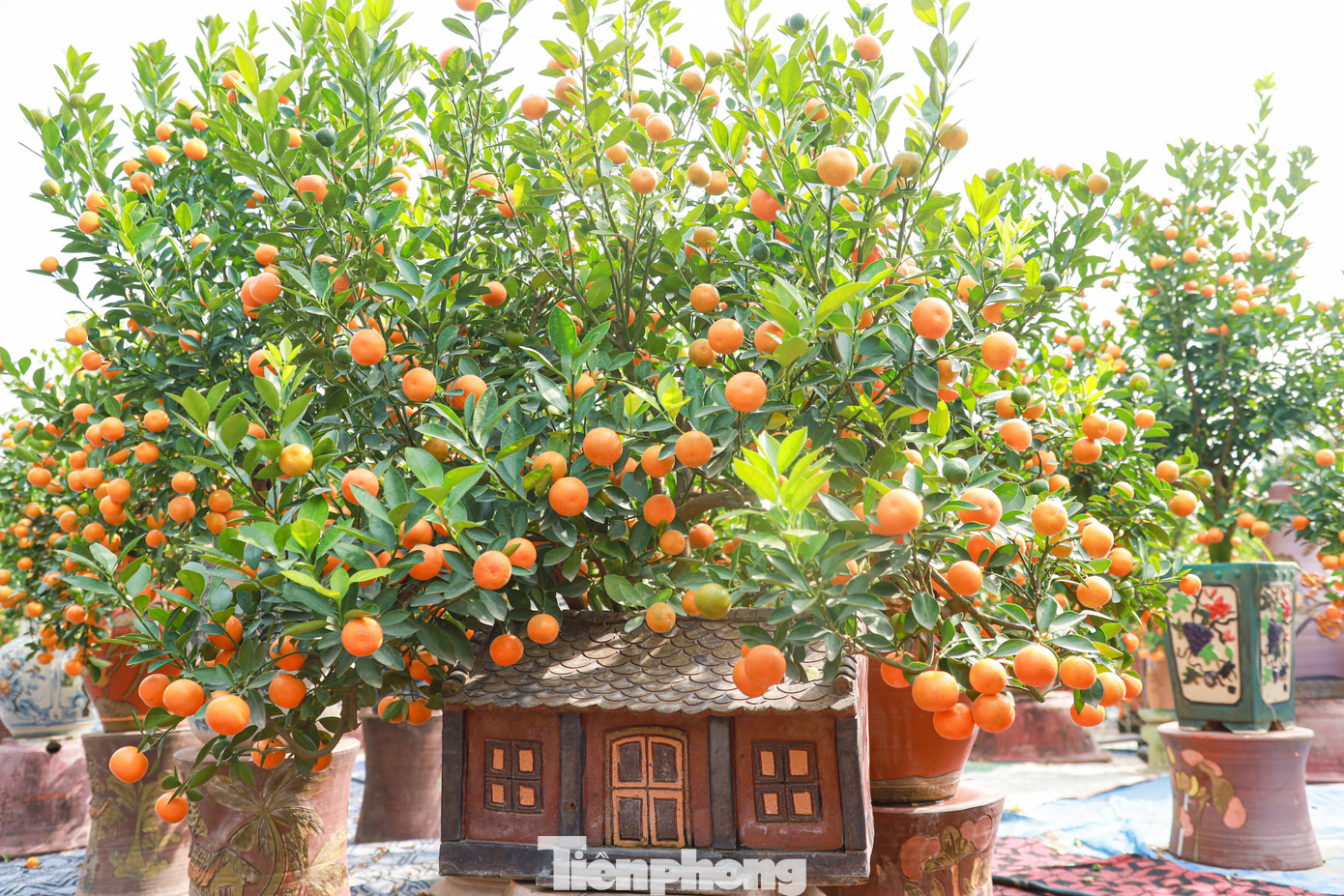 Nhiều tác phẩm quất bonsai "ôm nhà cổ" mang phong cách xưa cách độc đáo, bắt mắt.