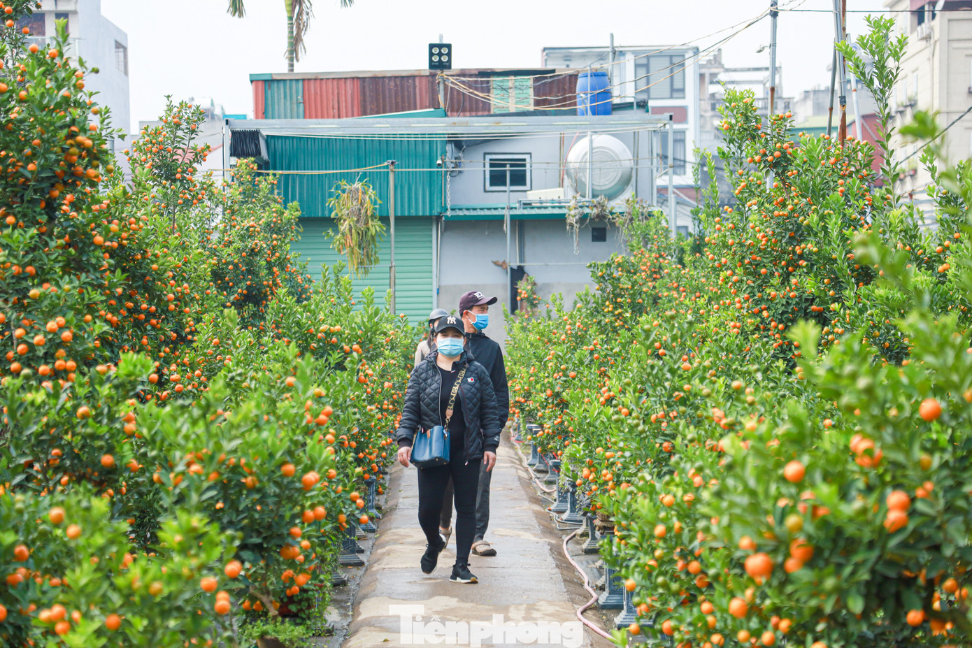 Nhiều tác phẩm quất bonsai độc đáo thu hút người dân đến chiêm ngưỡng và mua về chơi Tết sớm.