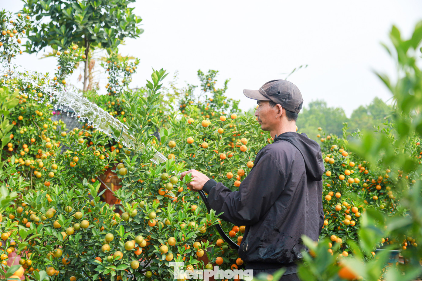 Các chủ vườn chăm sóc cẩn thận cho vườn cây độc đáo của mình.