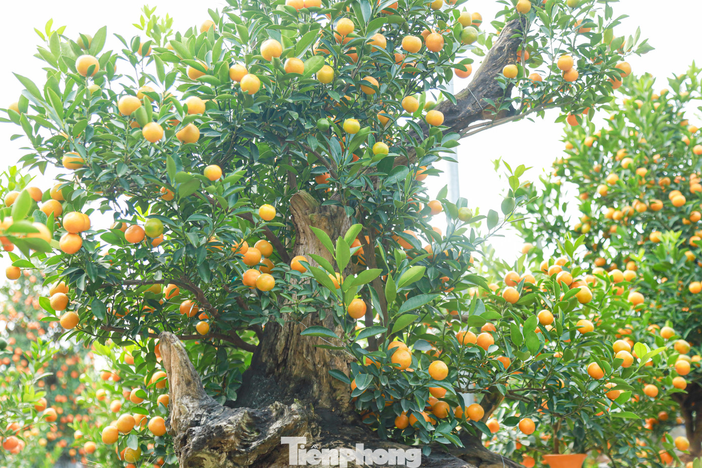 Để có được những tác phẩm quất bonsai ấn tượng này, các nhà vườn phải mất nhiều thời gian chăm sóc, tạo tác tỉ mỉ.