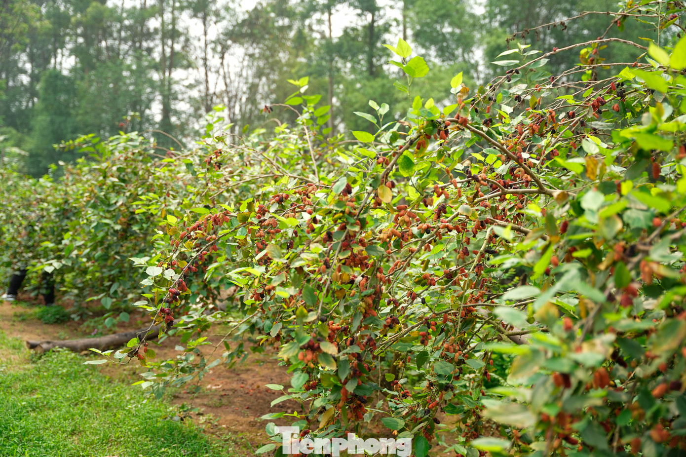 Nhiều năm trở lại đây, nông dân xã Dương Liễu của huyện Hoài Đức, Hà Nội đã phát triển canh tác trồng dâu tằm ta từ đất ruộng.