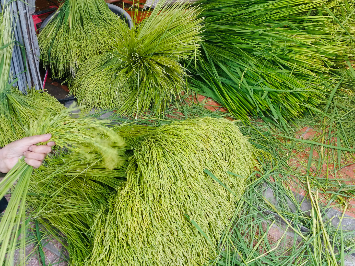 Nghề làm cốm ở Mễ Trì đến nay có bề dày lịch sử hơn một thế kỷ. Ở đây có 2 thôn (thôn Thượng và thôn Hạ) đều có nhiều hộ gia đình theo nghề làm cốm.