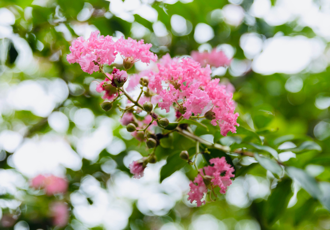Hoa tường vi thường nở khá lâu, mang màu sắc hồng bắt mắt. Những cây hoa tường vi nở từ trung tuần tháng 6 đến khoảng giữa tháng 9 mới tàn hết.