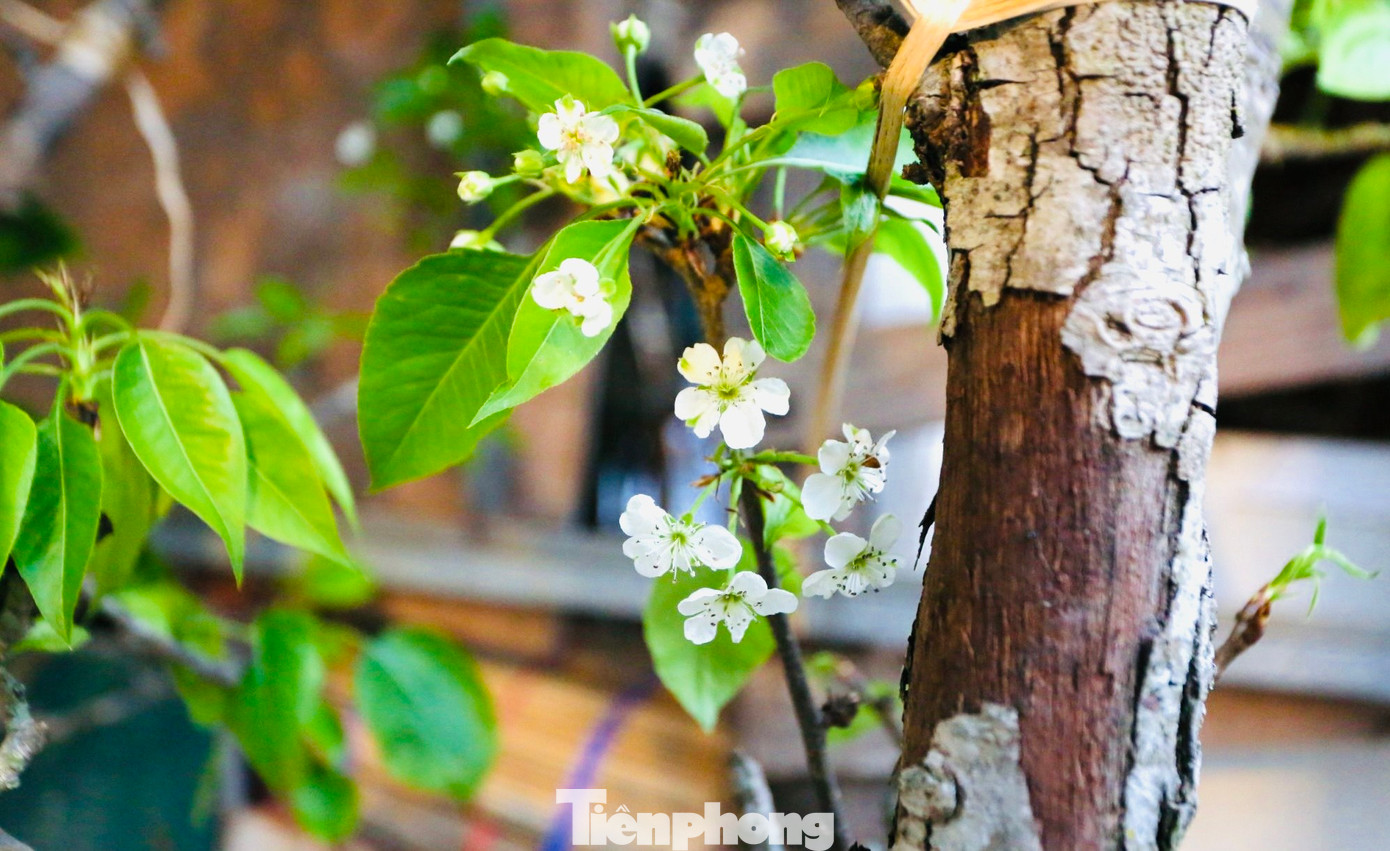 Hoa lê không chỉ đẹp mà còn mang ý nghĩa phong thủy đặc biệt, biểu trưng cho sự thanh khiết, bình yên và ấm áp trong cuộc sống. Những gốc, cành càng mốc meo phủ đầy rêu lại càng có giá, được người chơi săn lùng.