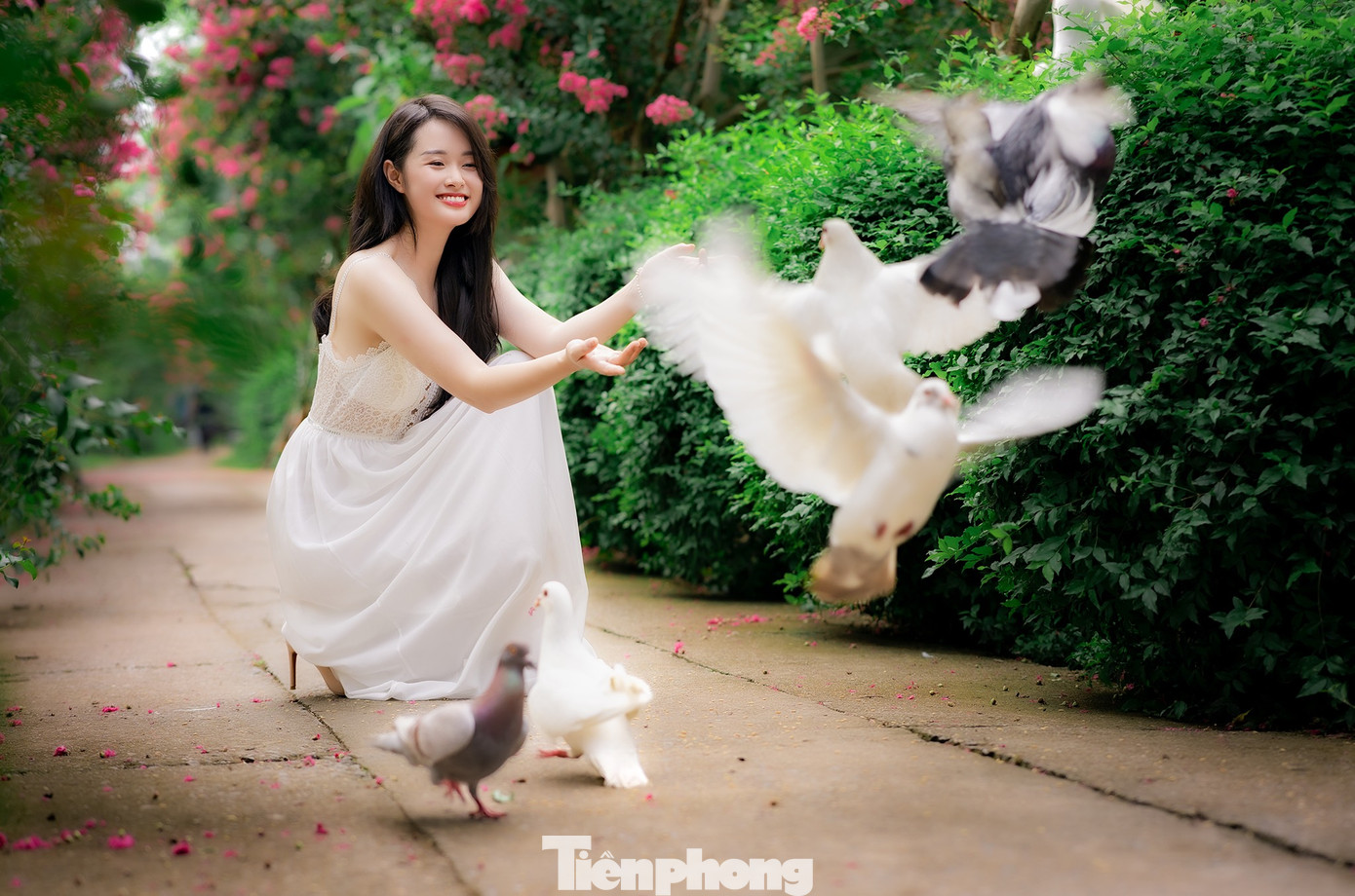 Những ngày này, hàng cây hoa tường vi đang độ bung nở rực rỡ đẹp nhất tạo nên cảnh sắc lung linh như các cung đường tình yêu lãng mạn trong phim ảnh.