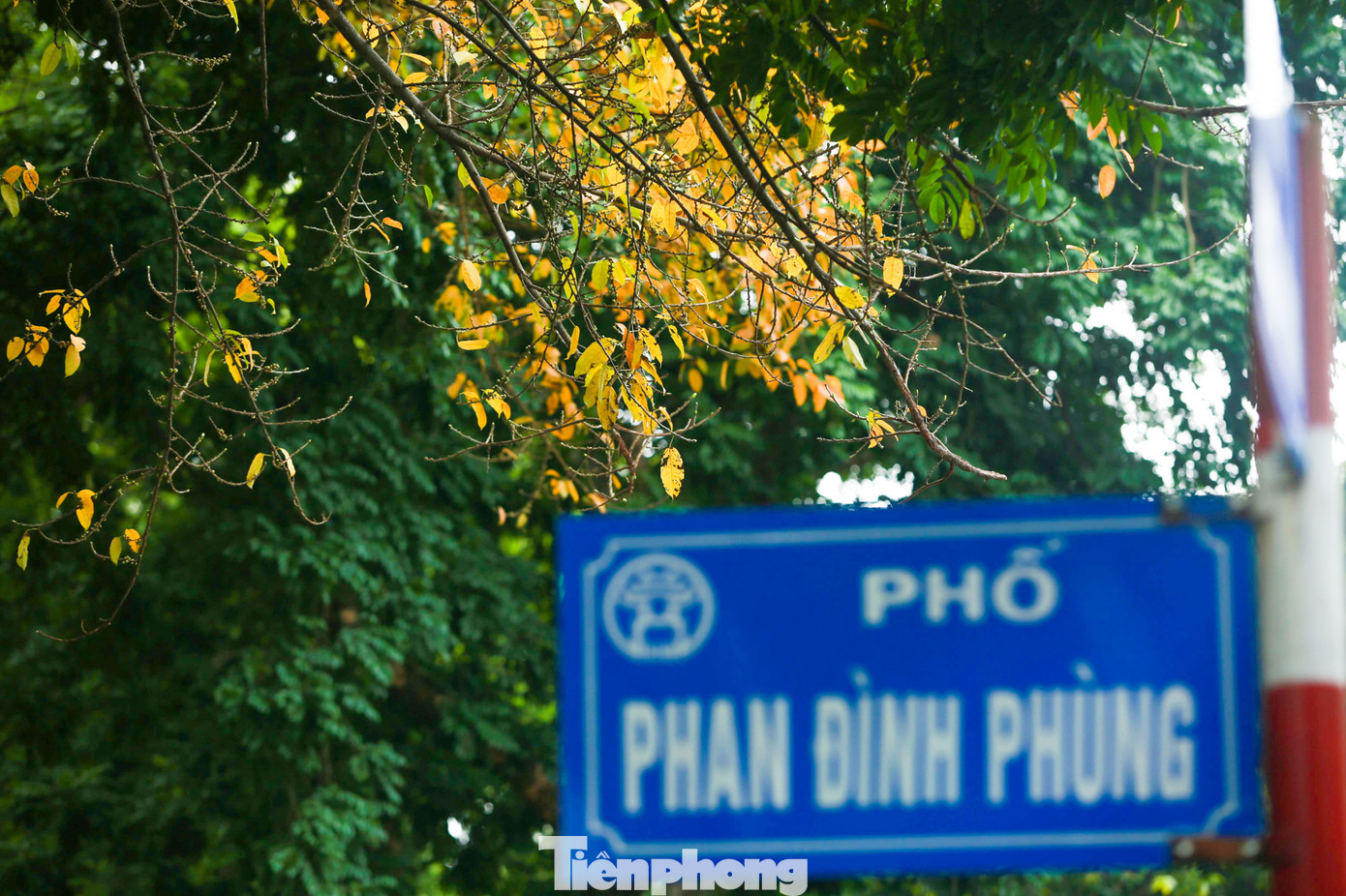 Góc phố cuối đường Hoàng Hoa Thám kéo dài tới đường Phan Đình Phùng với hàng cây thay màu lá vàng bắt mắt.
