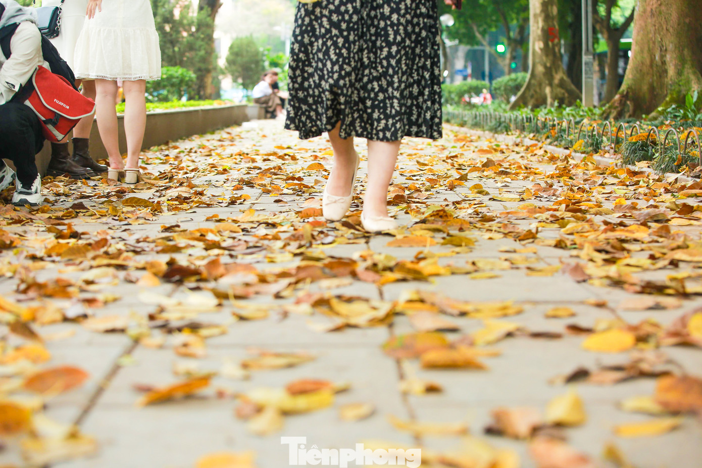Trên vỉa hè, thảm lá vàng phủ kín khiến khung cảnh ở đây càng trở nên lãng mạn trên đoạn đường kéo dài khoảng 500m từ Vườn Bách Thảo đến đường Phan Đình Phùng (quận Ba Đình, Hà Nội).