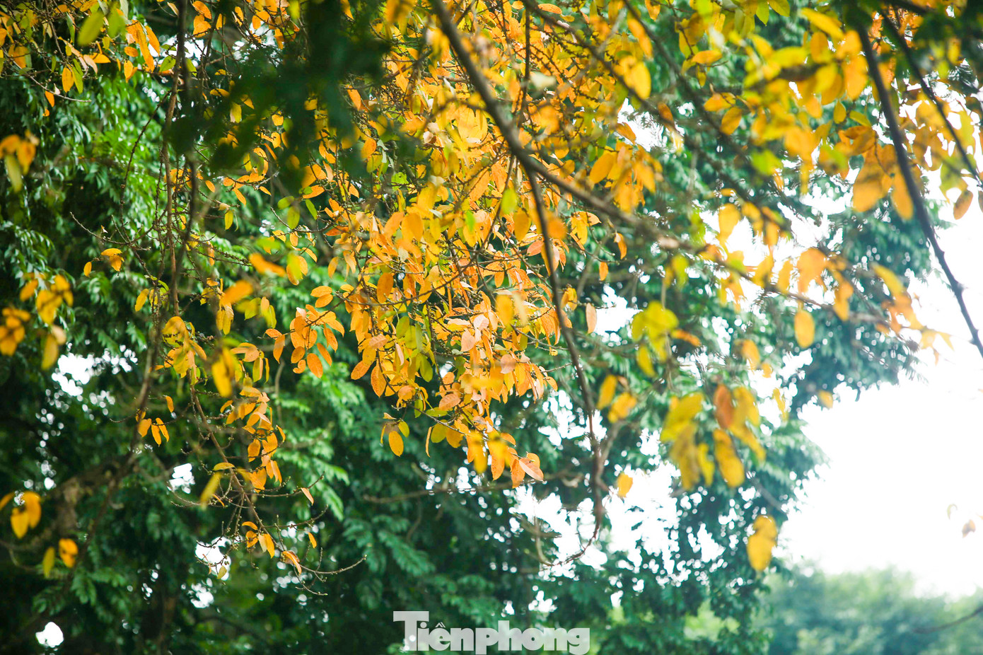 Hàng năm, cứ vào thời điểm giao mùa cuối Đông đầu Xuân, đường phố Hà Nội bước vào mùa thay lá tuyệt đẹp.