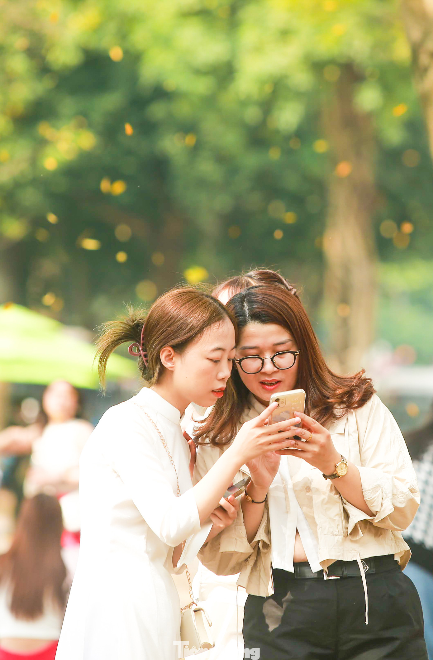 Khung cảnh thơ mộng với thảm lá vàng cùng hàng cây sưa đang đổi mầu vàng ươm ngỡ như xứ sở kim chi để nhiều bạn trẻ thỏa sức chụp hình.