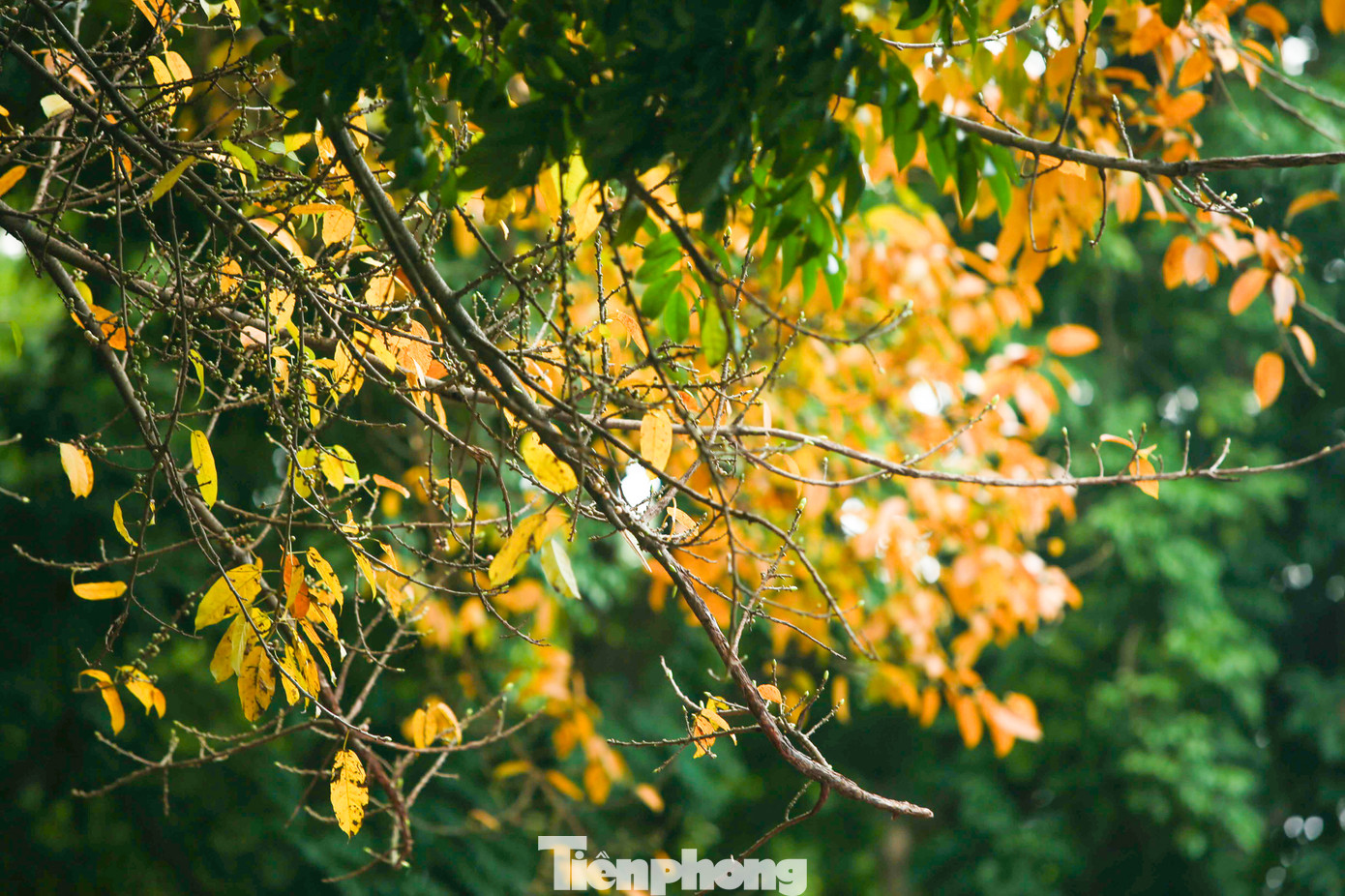 Mỗi khi có cơn gió nhẹ thổi qua, những chiếc lá vàng lại xao động rơi xuống con phố tạo nên hình ảnh rất lãng mạn.