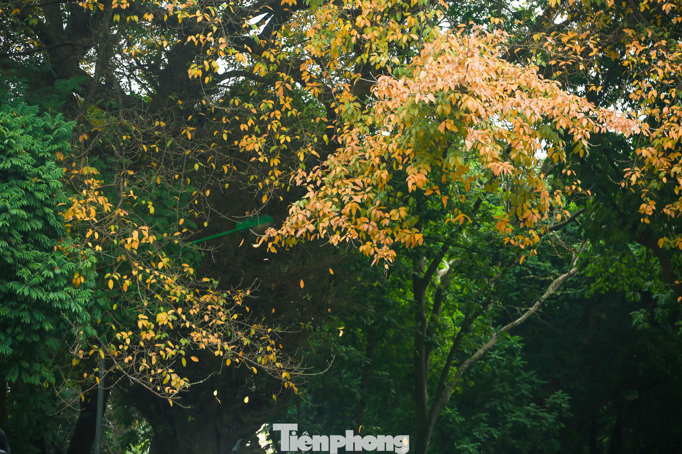 Những hàng cây sưa đang đổi màu lá từ xanh sang vàng và rụng đầy dưới vỉa hè tạo nên một khung cảnh thơ mộng, lãng mạn cho đường phố Thủ đô.