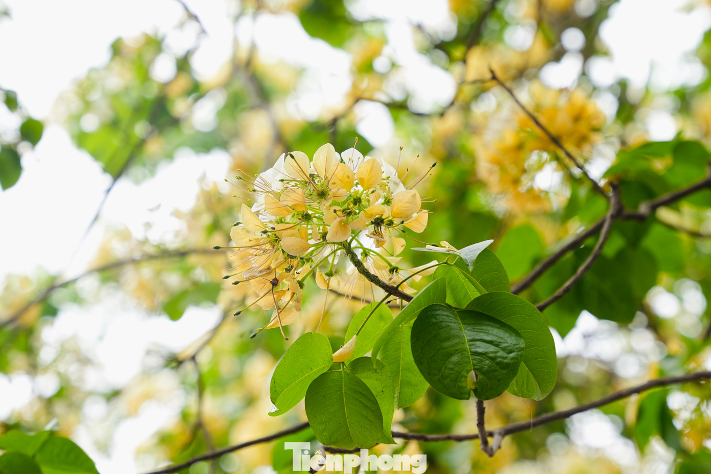 Hoa màu vàng và trắng xen lẫn sắc xanh của lá khiến cây nổi bật giữa khoảng trời.