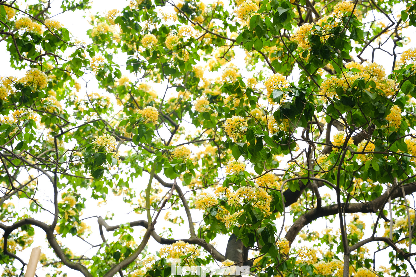 Những ngày đầu tháng 4, cây hoa bún bung nở sắc vàng trắng lung linh đẹp mắt.