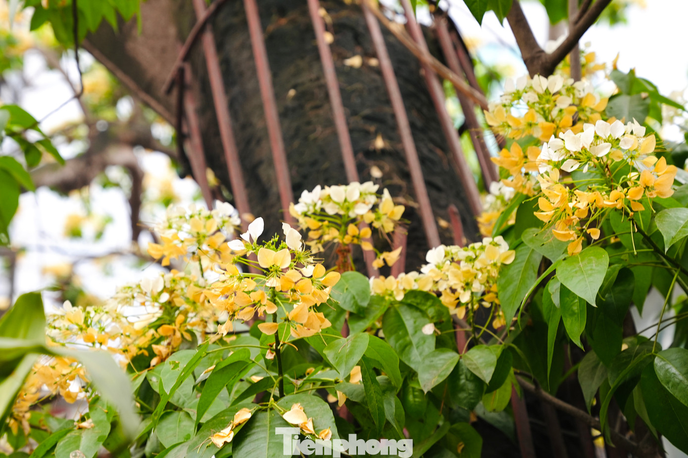 Khi nở hoa có mùi thơm dễ chịu, nhụy hoa có hình dáng giống với sợi bún, mỗi chùm hoa giống như một con bún.