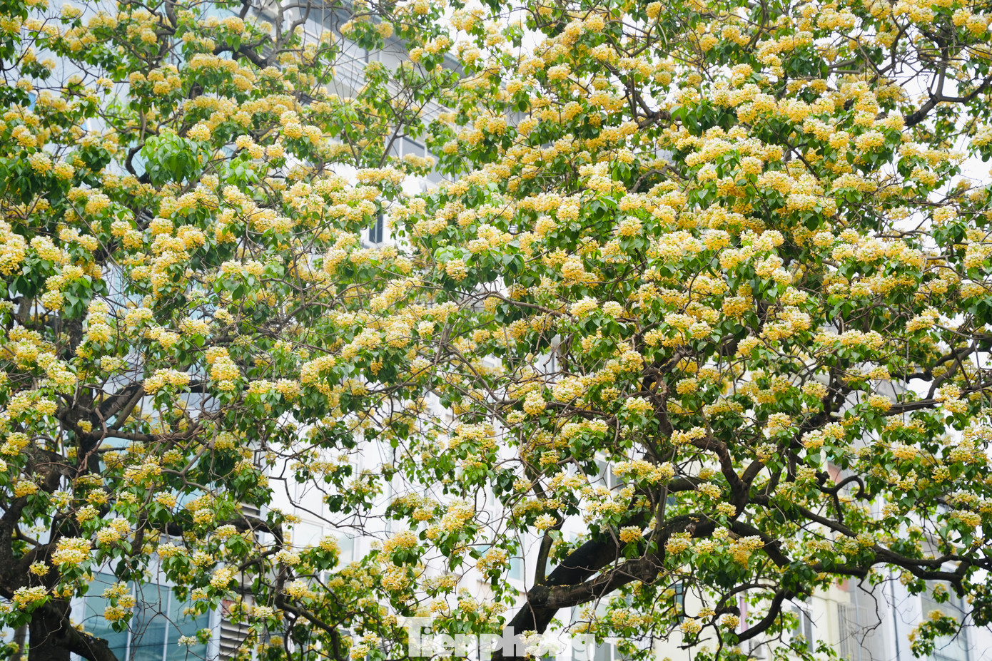 Cây hoa bún với tuổi đời 300 năm tuổi này đã gắn bó với tuổi thơ của rất nhiều người dân nơi đây. Hoa bún được coi như ''báu vật'' của làng nên ai cũng nâng niu, trân trọng.