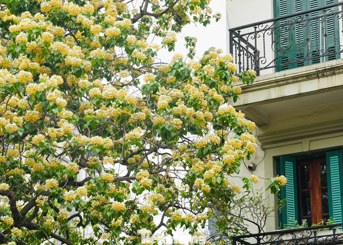 Đã từ lâu cây hoa bún đã trở thành biểu tượng đặc trưng của làng Đình Thôn, đã gắn bó với biết bao thế hệ dân làng và được xem như là "báu vật" của người dân nơi đây.