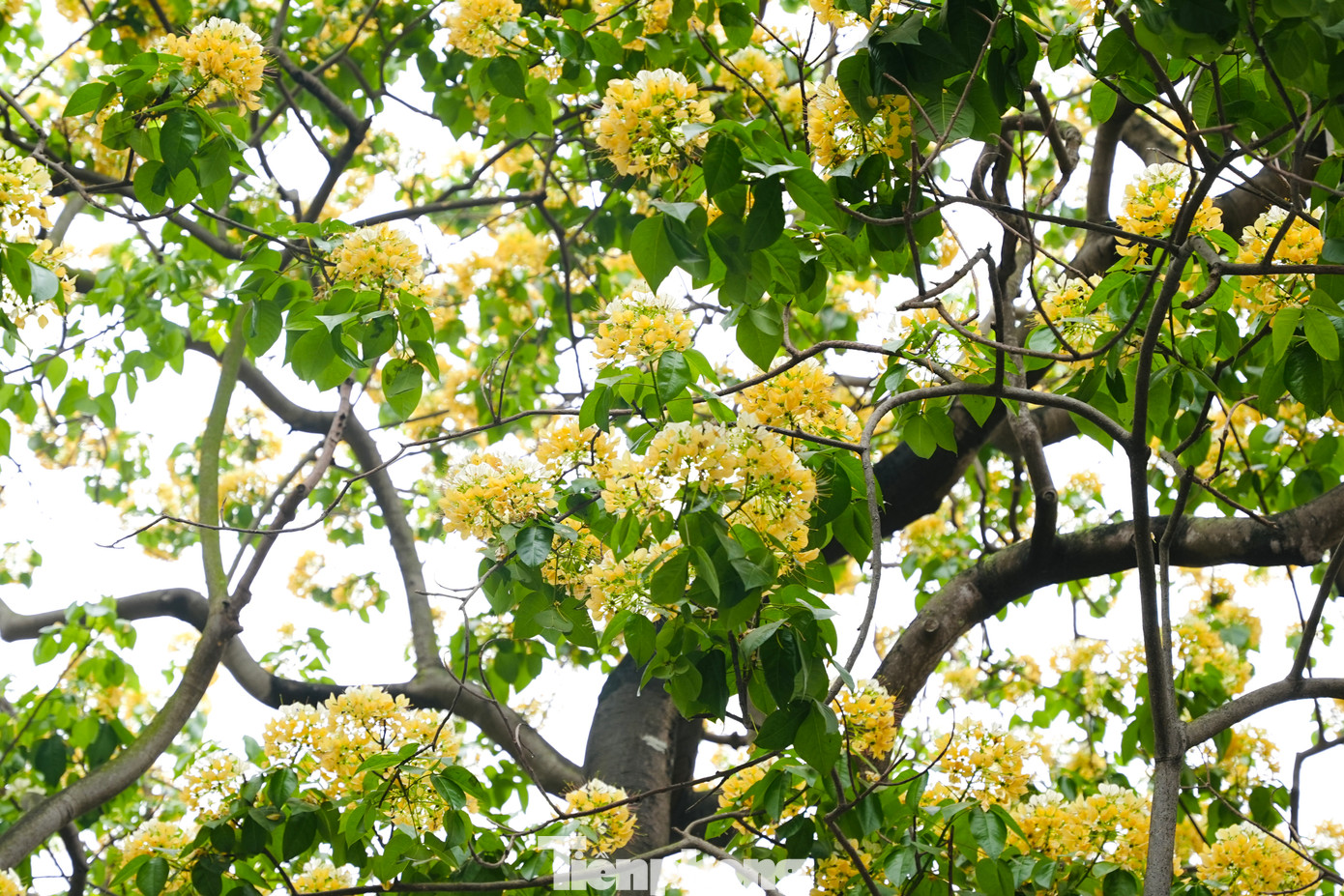 Cây hoa bún còn có tên gọi khác là Bạch hoa hay Màn Màn.