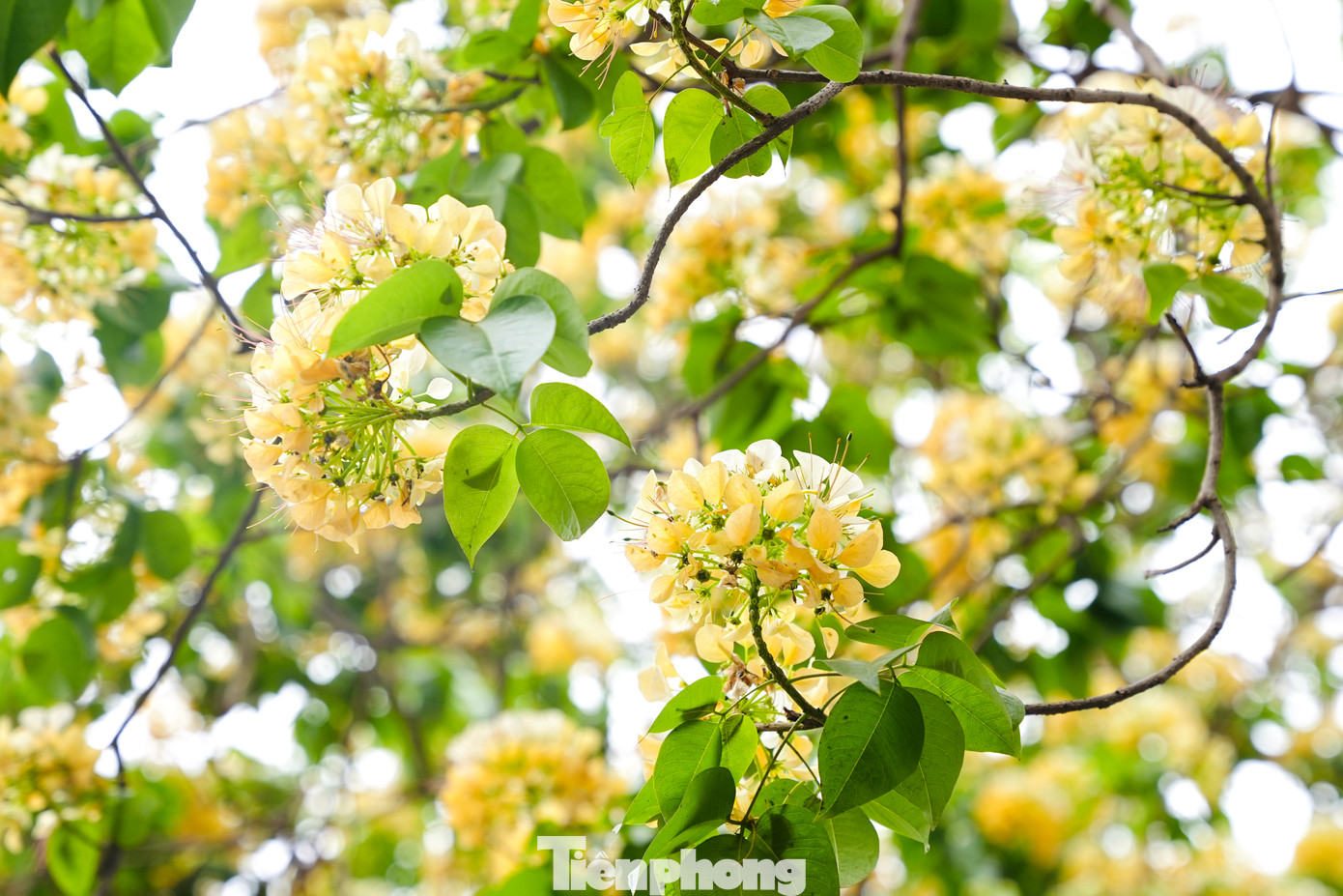 Khi nở, nhụy hoa có hình dáng giống với sợi bún, mỗi chùm hoa giống như một con bún và cả cây hoa thì như 1 rổ bún, bởi vậy người dân nơi đây gọi luôn là cây hoa bún.