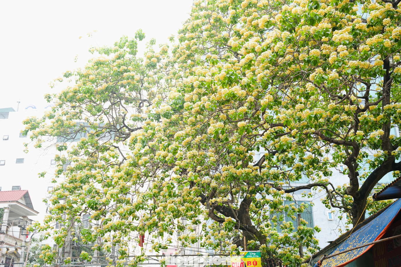 Đây là loại cây thân gỗ tán rộng, cao 15-20m, thân mập hình trụ tròn, phân cành mạnh, vỏ màu xám nâu. Cành thường cong rũ, rất dẻo dai.