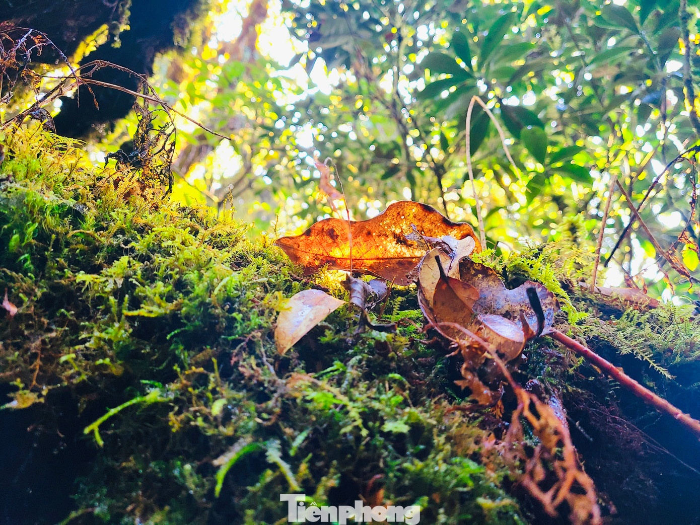 Rêu với sắc xanh, thẫm màu hoặc ngả vàng khắp không gian đẹp như trong cổ tích.