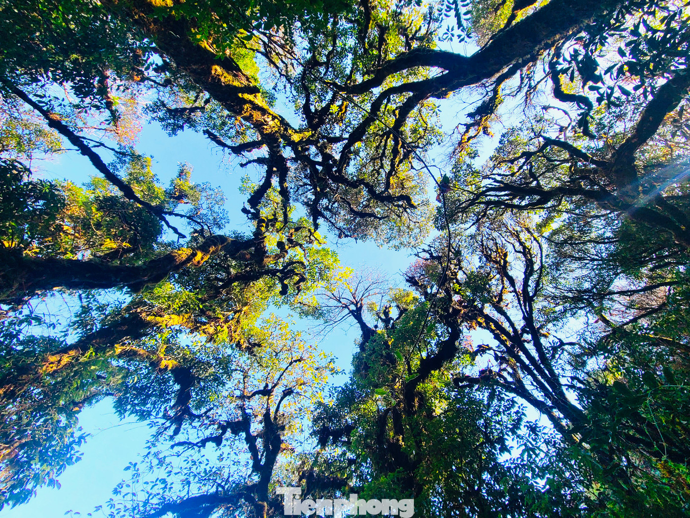 Khung cảnh thiên nhiên nơi đây thay đổi "ngoạn mục" theo từng độ cao, càng lên cao du khách càng chiêm ngưỡng được lớp sương mờ giăng khắp lối mang đến không gian thơ mộng, hùng vĩ.