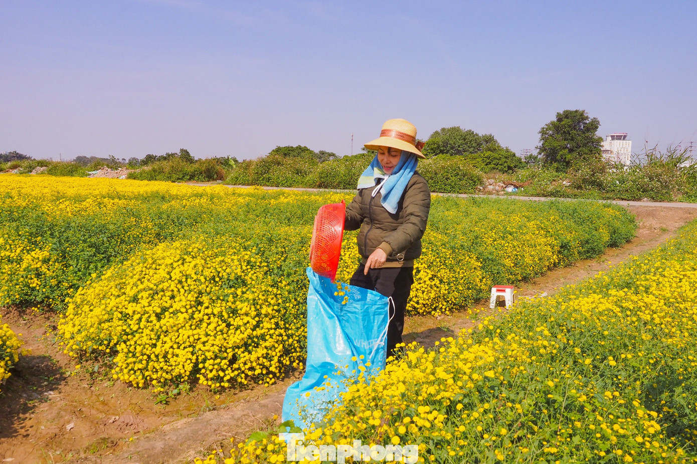 Việc thu hái hoa được thực hiện thủ công hoàn toàn, không đòi hỏi nhiều kỹ năng đặc biệt nhưng cần sự khéo léo, tỉ mỉ, kiên trì để không làm nát bông và hạn chế rụng cánh hoa. Việc thu hái hoa được thực hiện thủ công hoàn toàn, không đòi hỏi nhiều kỹ năng đặc biệt nhưng cần sự khéo léo, tỉ mỉ, kiên trì để không làm nát bông và hạn chế rụng cánh hoa.