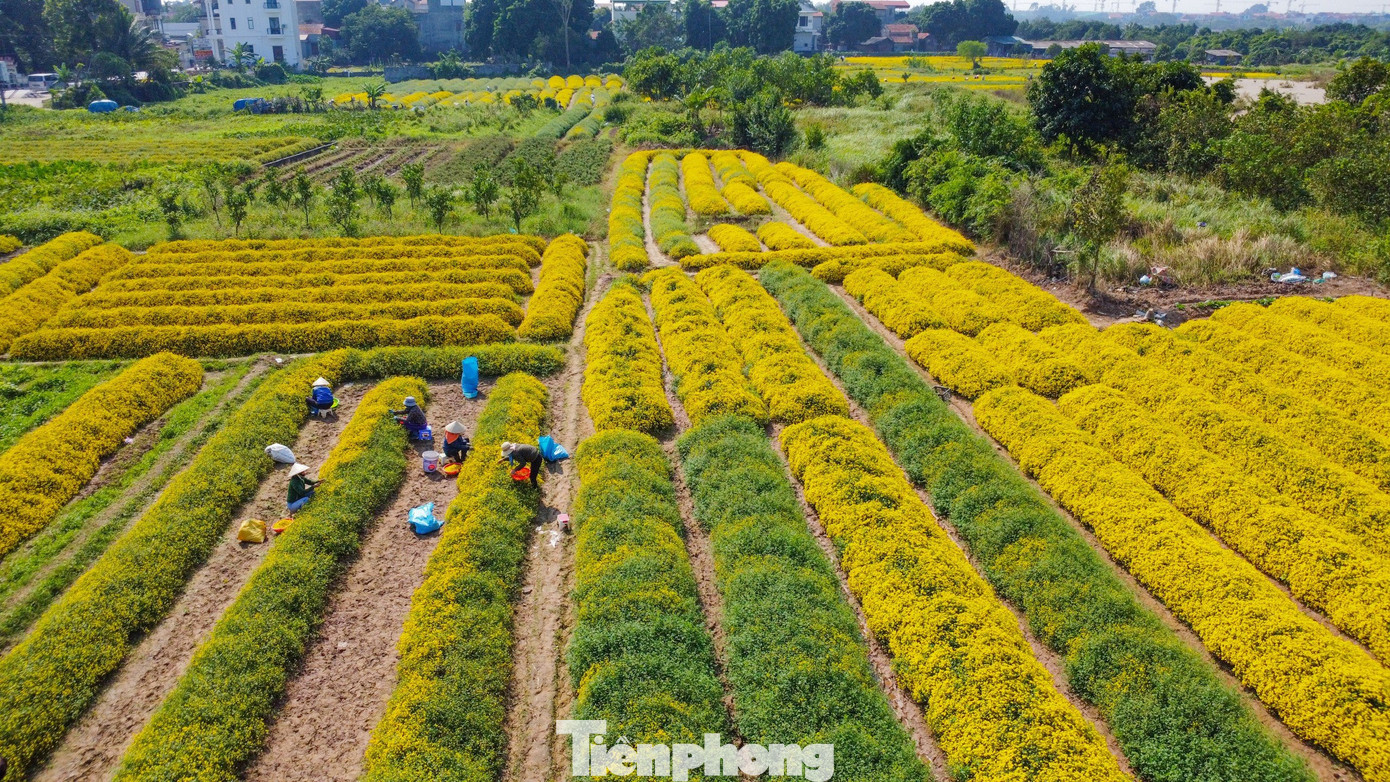 Trao đổi với PV Tiền Phong, chị Đỗ Thị Hương chủ vườn cho biết: "Hoa cúc chi bắt đầu được trồng từ tháng 6 đến tháng 12 là thu hoạch, giá bán khoảng 50.000/kg. Có 2 loại chính là sấy điện dùng để uống và sấy chế biến qua lưu huỳnh, nấu tinh dầu làm nam dược". Trao đổi với PV Tiền Phong, chị Đỗ Thị Hương chủ vườn cho biết: "Hoa cúc chi bắt đầu được trồng từ tháng 6 đến tháng 12 là thu hoạch, giá bán khoảng 50.000/kg. Có 2 loại chính là sấy điện dùng để uống và sấy chế biến qua lưu huỳnh, nấu tinh dầu làm nam dược".