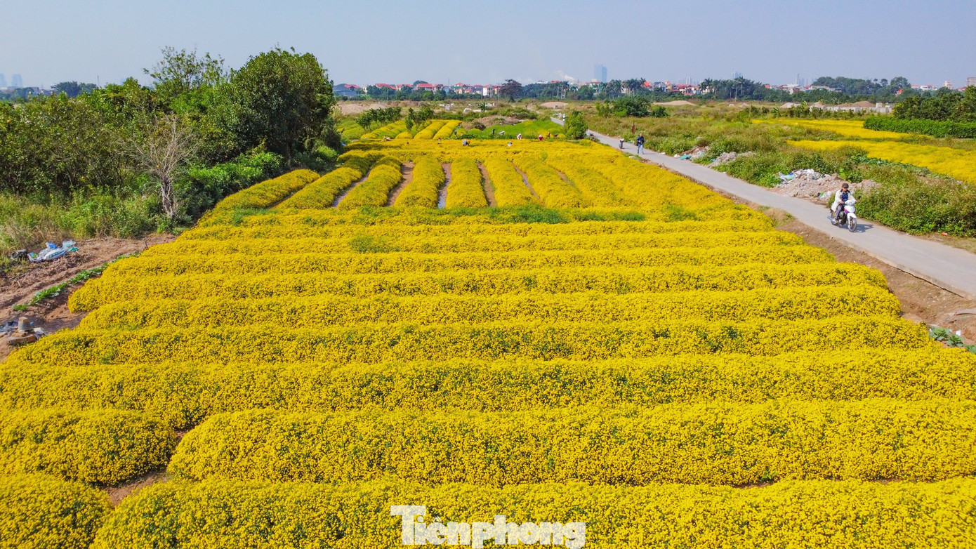 Cúc chi (hay kim cúc, hoàng cúc) còn có tên gọi khác nữa là “cúc tiến vua” bởi ngày xưa, loài hoa có tác dụng thanh nhiệt, tiêu độc, mát gan được lựa chọn để dâng lên vua chúa thưởng thức. Cúc chi (hay kim cúc, hoàng cúc) còn có tên gọi khác nữa là “cúc tiến vua” bởi ngày xưa, loài hoa có tác dụng thanh nhiệt, tiêu độc, mát gan được lựa chọn để dâng lên vua chúa thưởng thức.