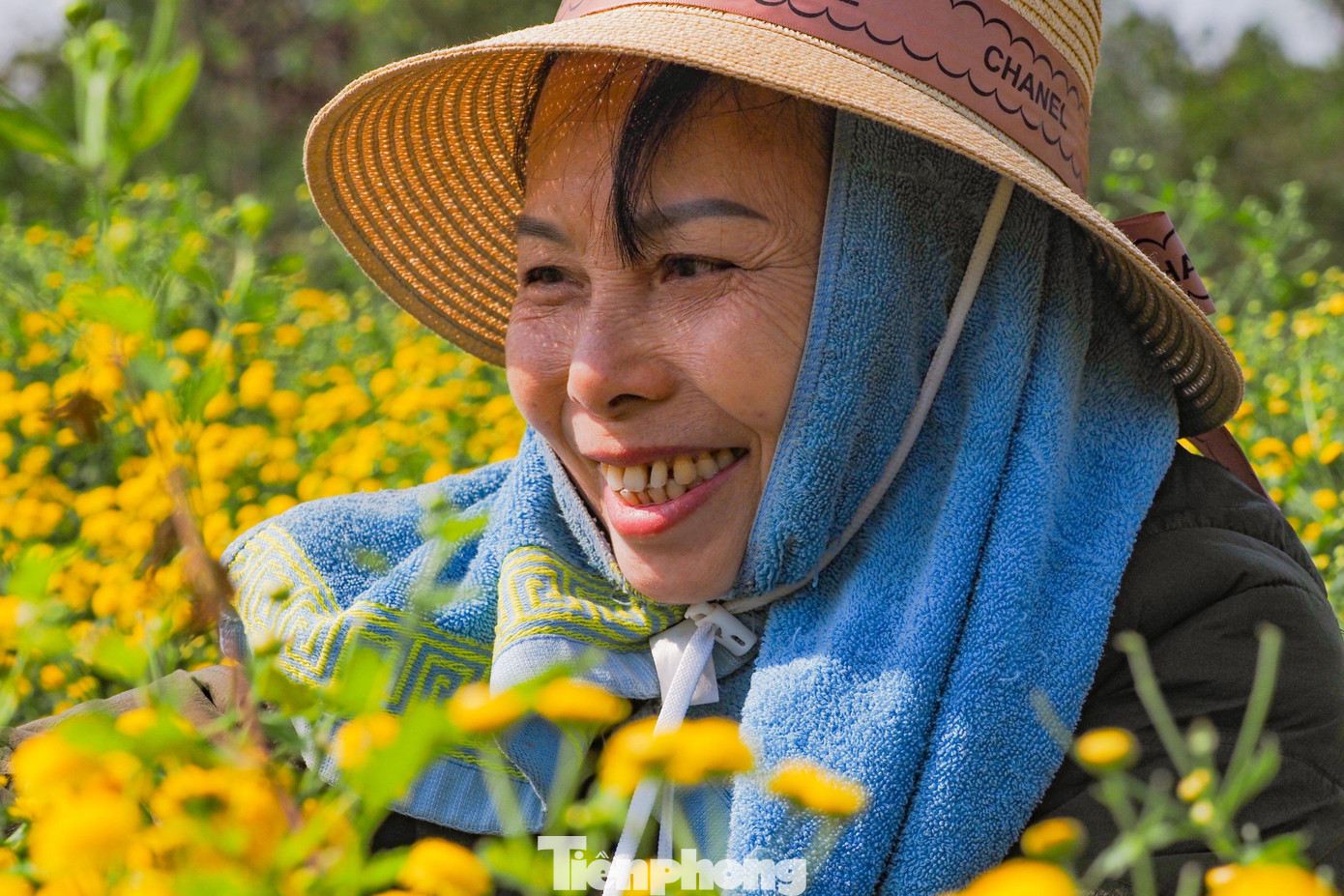 Đây cũng là một vị thuốc quý có nhiều công dụng tốt cho sức khỏe trong y học cổ truyền. Hoa cúc chi khô được dùng để pha trà hoặc làm vị thuốc, giúp thanh nhiệt, giải độc, mát gan, chữa mất ngủ rất tốt. Đây cũng là một vị thuốc quý có nhiều công dụng tốt cho sức khỏe trong y học cổ truyền. Hoa cúc chi khô được dùng để pha trà hoặc làm vị thuốc, giúp thanh nhiệt, giải độc, mát gan, chữa mất ngủ rất tốt.